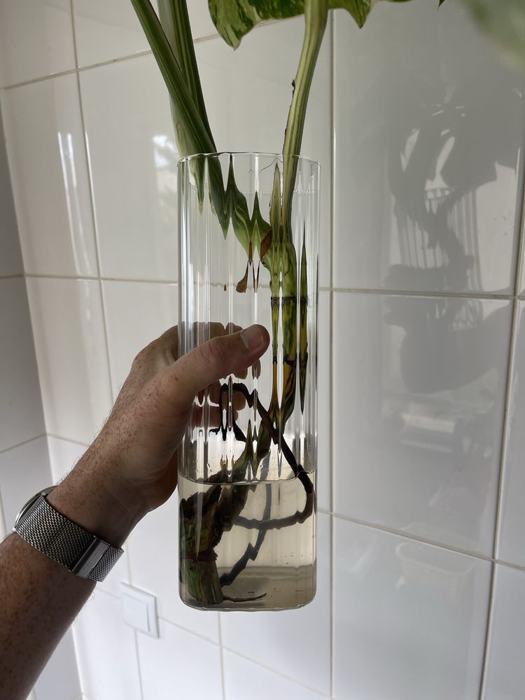 Planta Monstera variagata