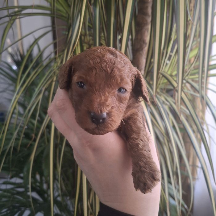 Pudel toy/miniatura sunia