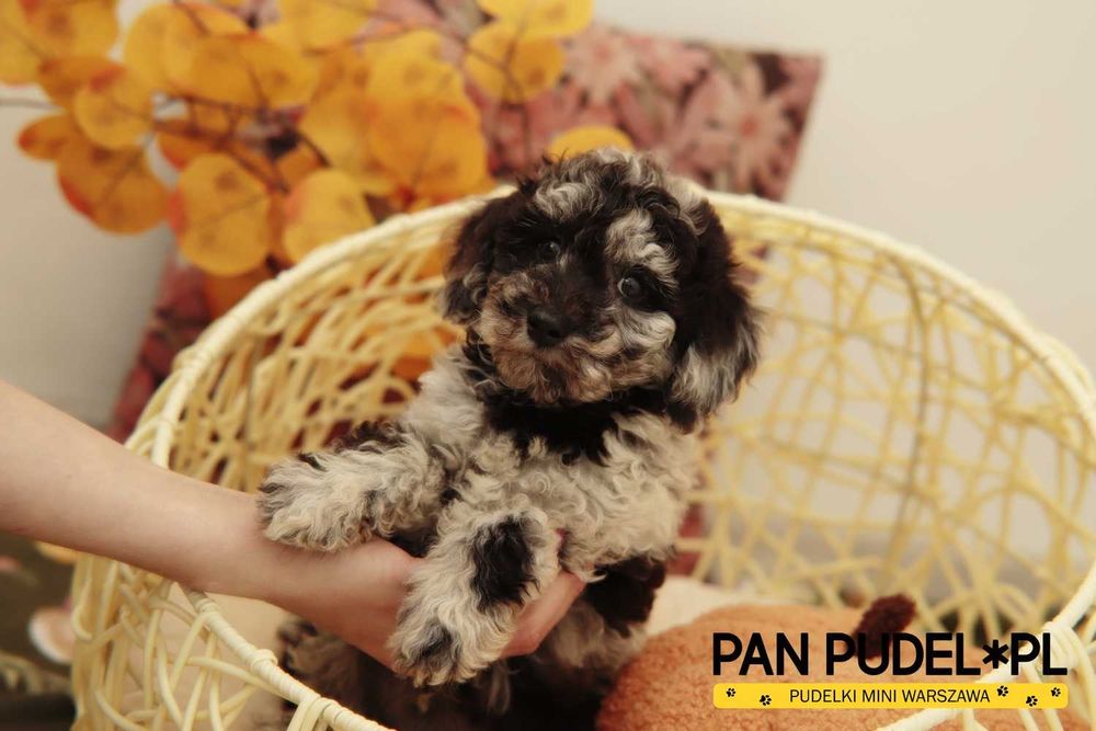 Pudel Mała Miniaturka Wyjątkowy Piesek Black Merle Już Odbiór