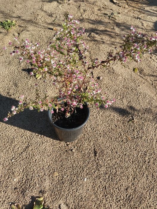 Aster letafarious