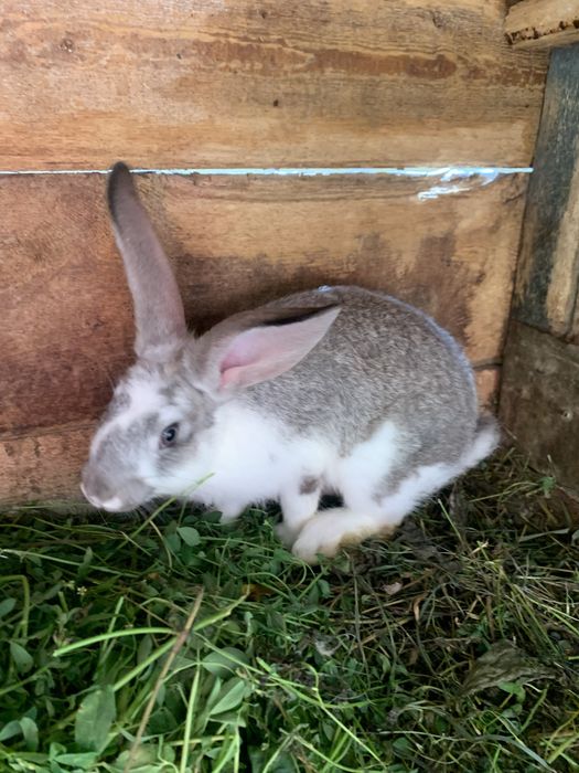 Молодняк кроликів різних порід від 1,5,2,5,3 місяців є самочки,і самці