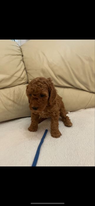 Pudel Średni płowy