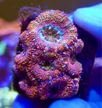 Acanthastrea Lord Rainbow 7P akwarium morskie akwarystyka morska koral