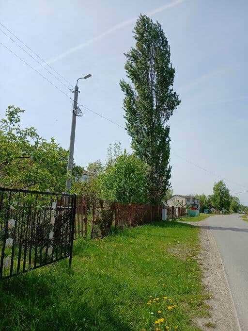 drzewo do wycięcia