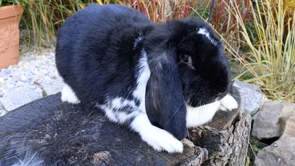 Sprzedam samicę barana francuskiego