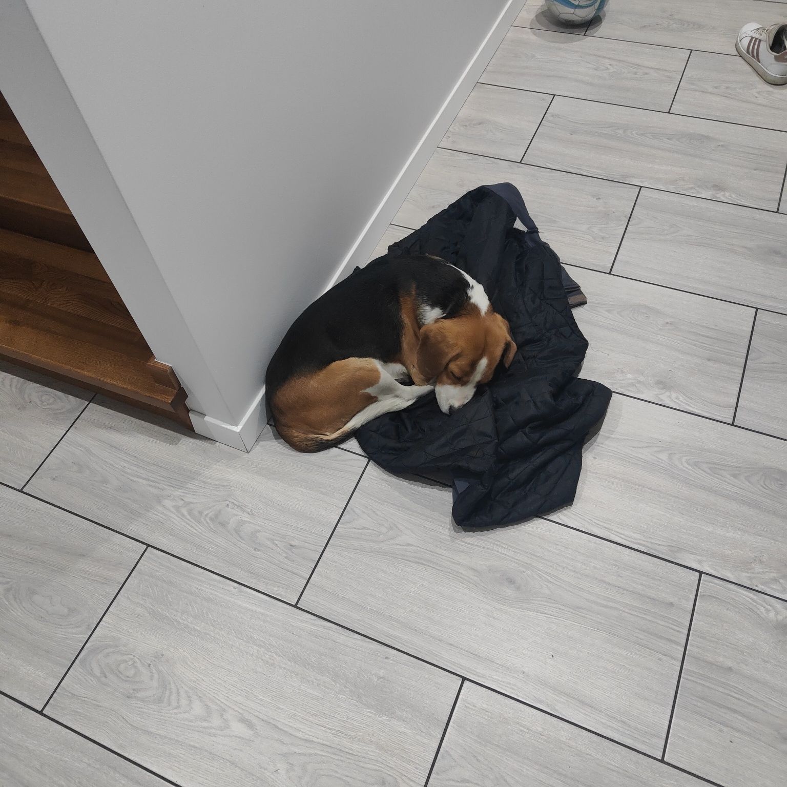 Pies Beagle 3 lata