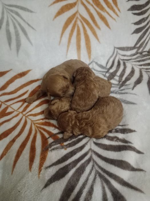 Pudel cudowny śliczna toy / mini