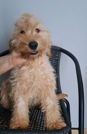 Cockapoo Pudel/Cocker Spaniel