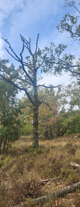 Vendo lenha freixo e carvalho