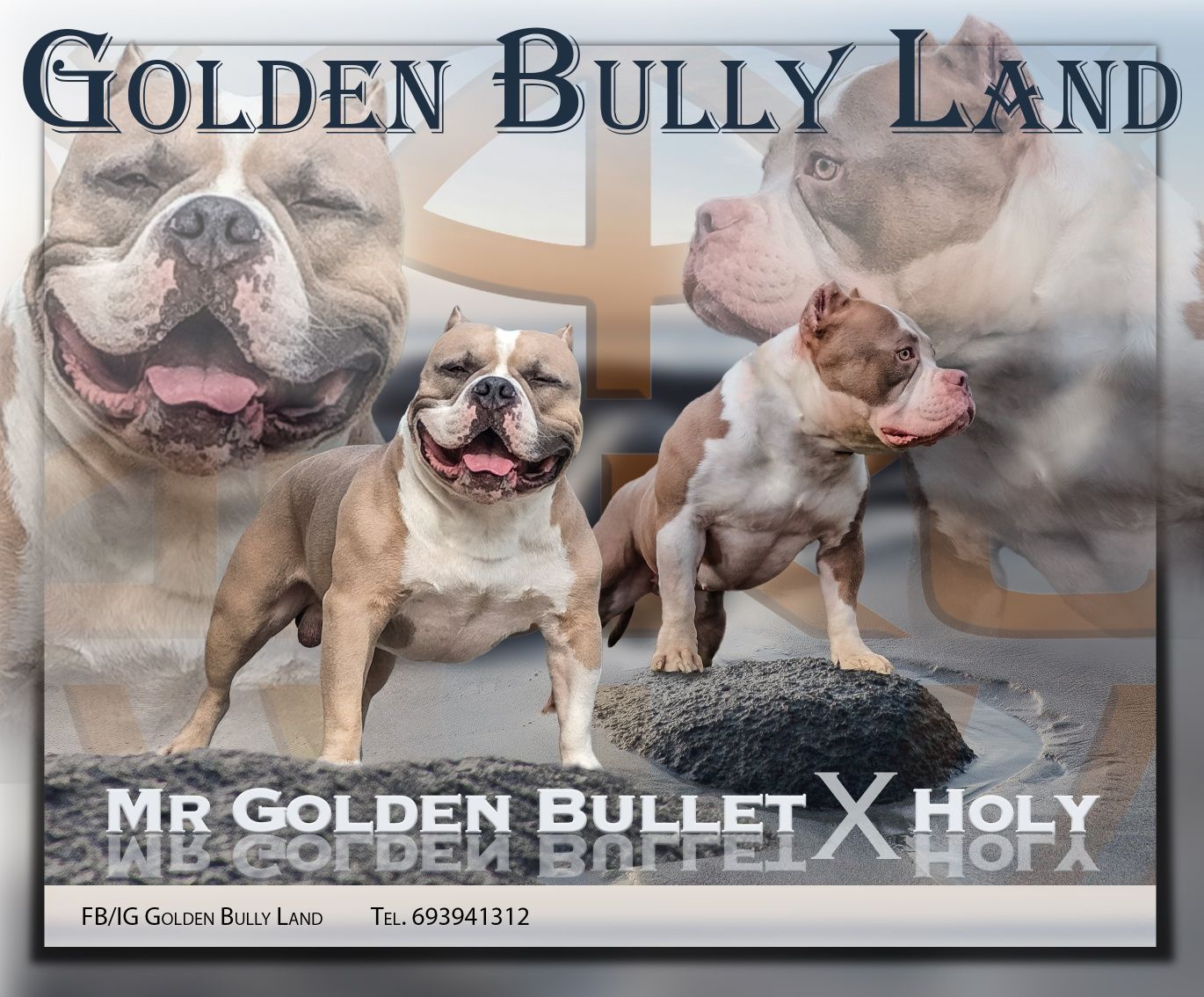 Szczeniak american bully abkc