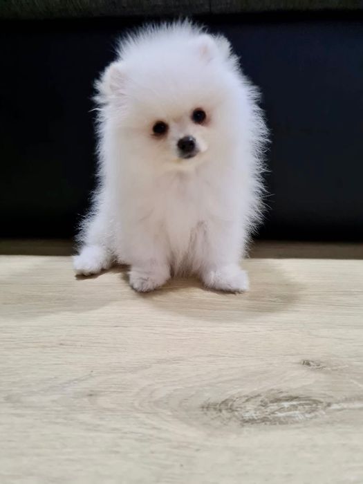 Spitz Anão (Lulu de pomerania] Fêmea Branca Miniatura