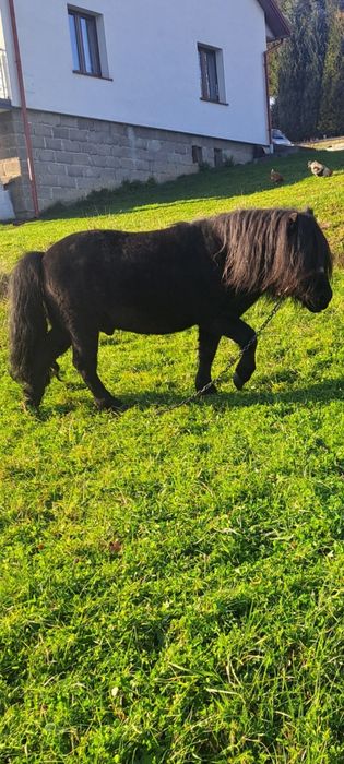 Sprzedam ogierka