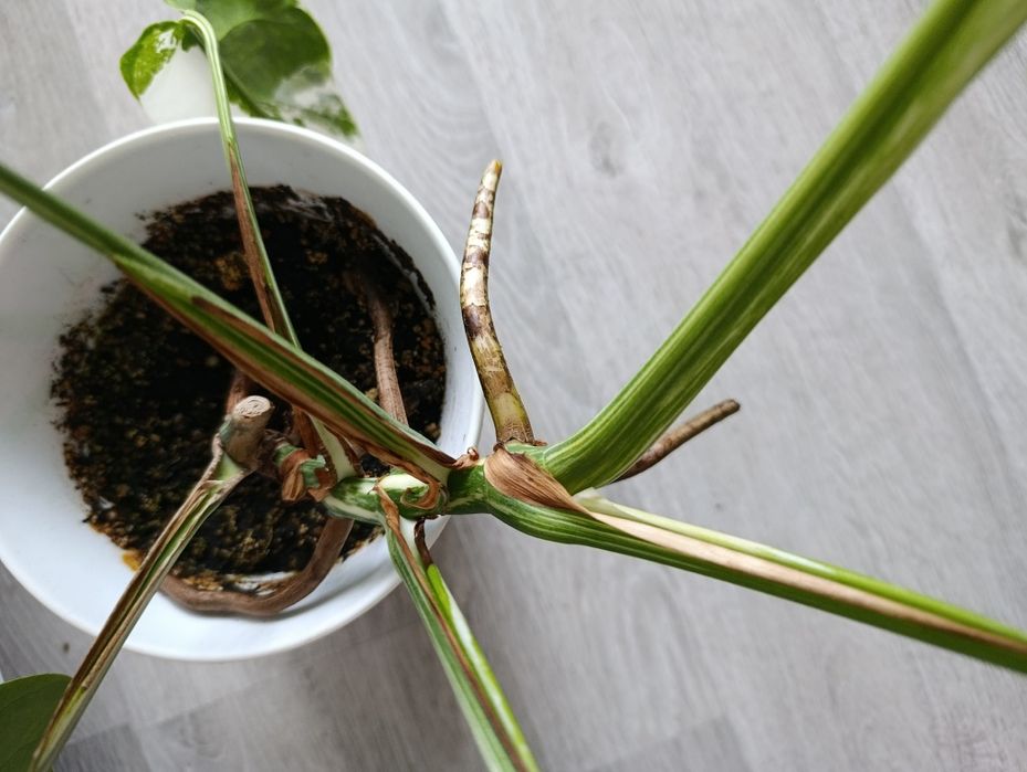 Монсте́ра делікате́сна варієгатна Альба 20см Monstera Alba