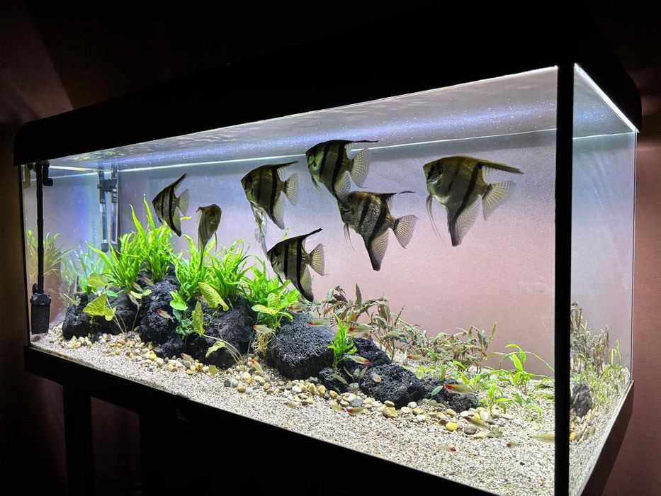 Skalary Duże 5 sztuk