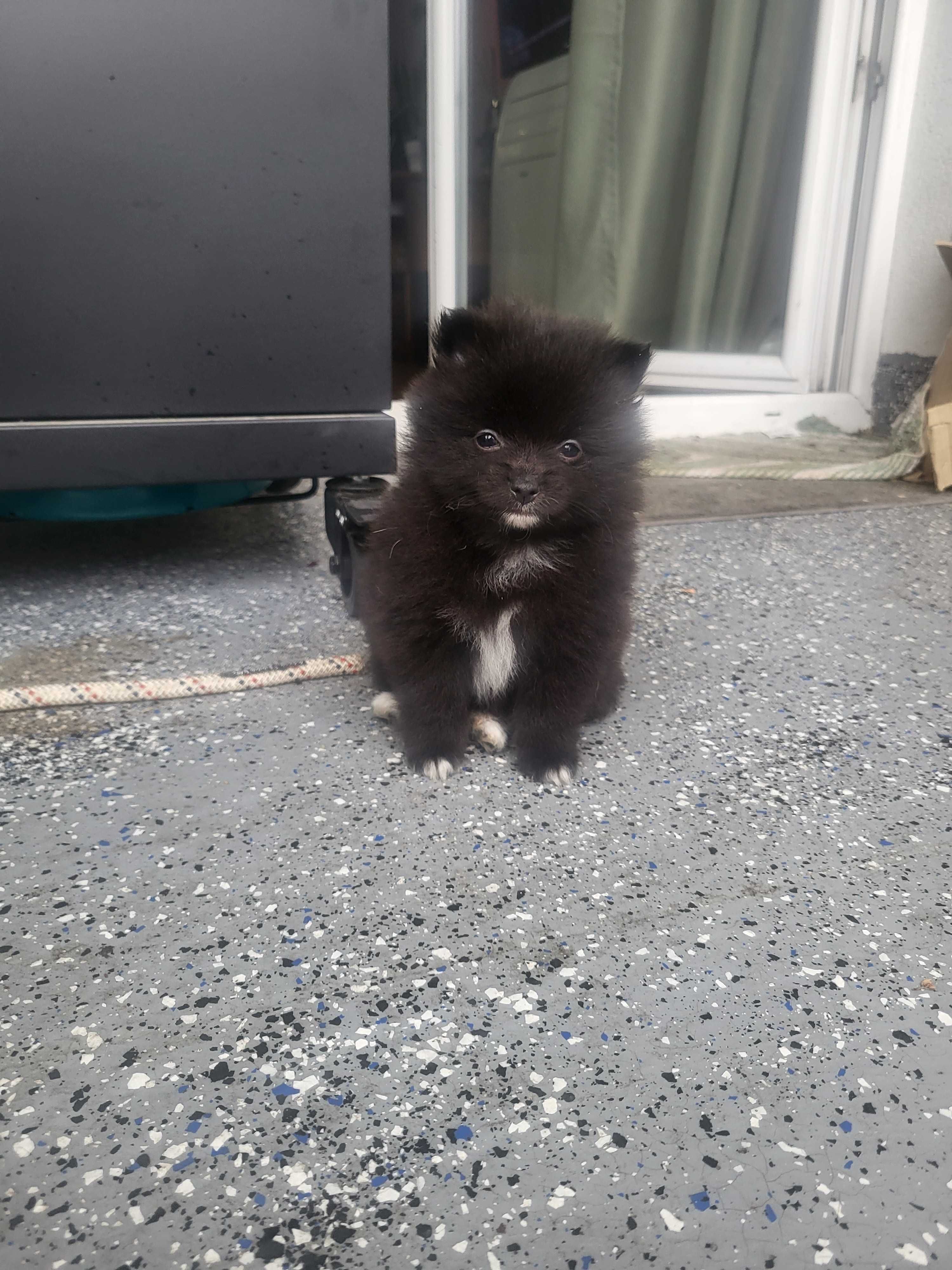 szpic miniaturowy pomeranian