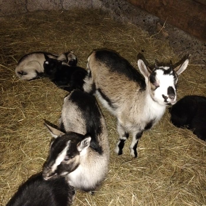 Продаються здорові і веселі козенята!