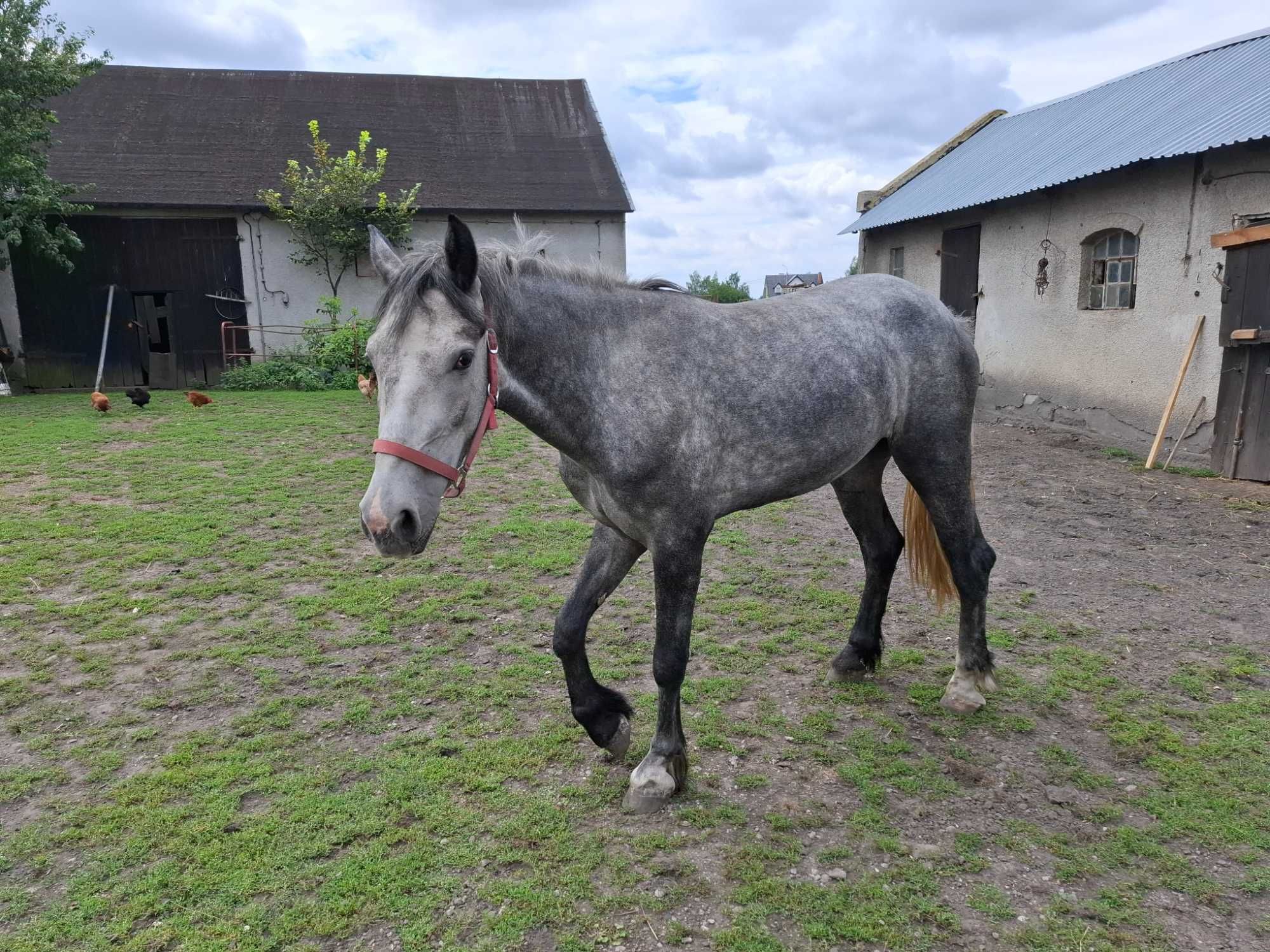 Sprzedam klacz szpakowatą
