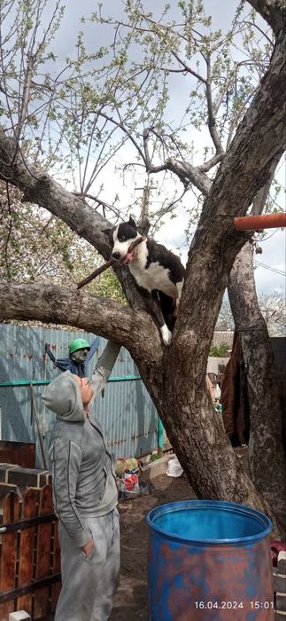 Стафф шукає дівчинку для короткочасних стосунків