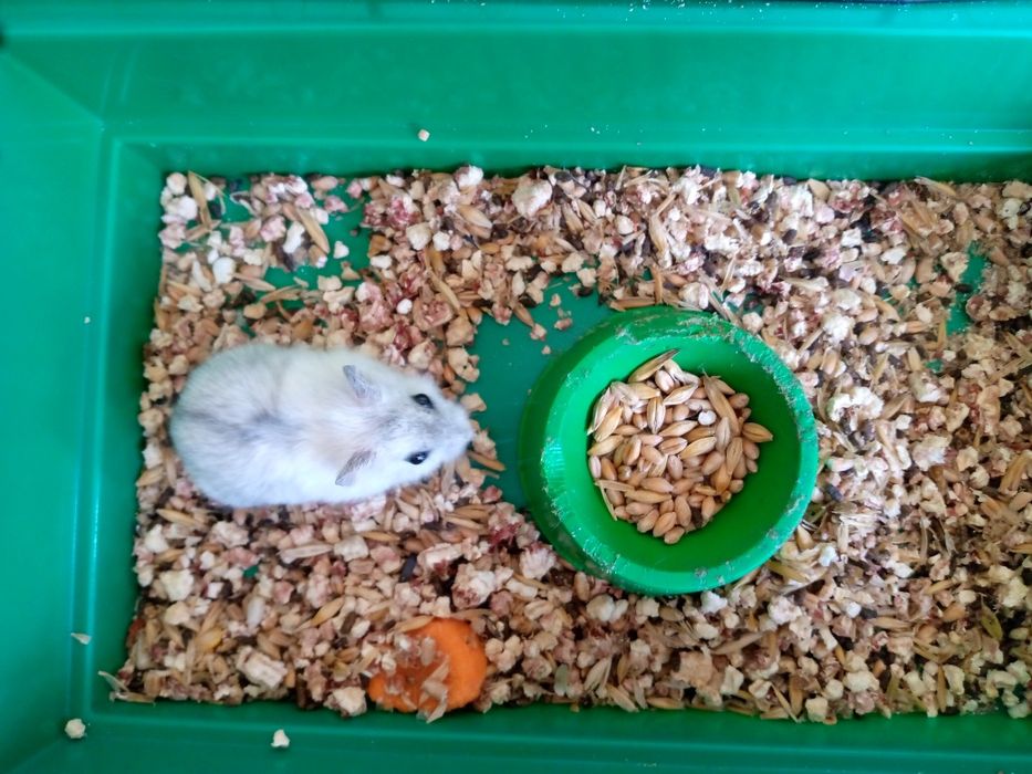 Хомячки Кременчуг