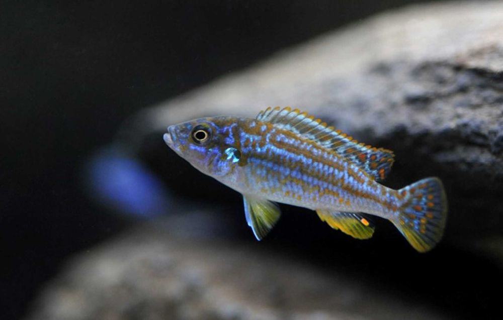 Melanochromis exasperatus - PYSZCZAK - dowóz, wysyłka