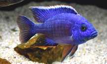 Pyszczak Aulonocara red flush samiec
