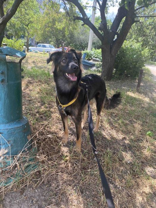 В надійну родину!!