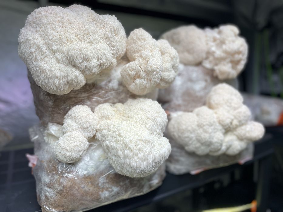 Grzybnia growkit Soplowka jeżowata, Reishi, boczniak