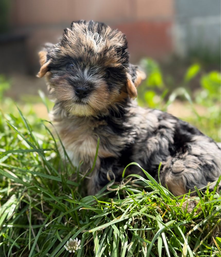 Śliczna suczka Blue Merle Yorkshire Terrier