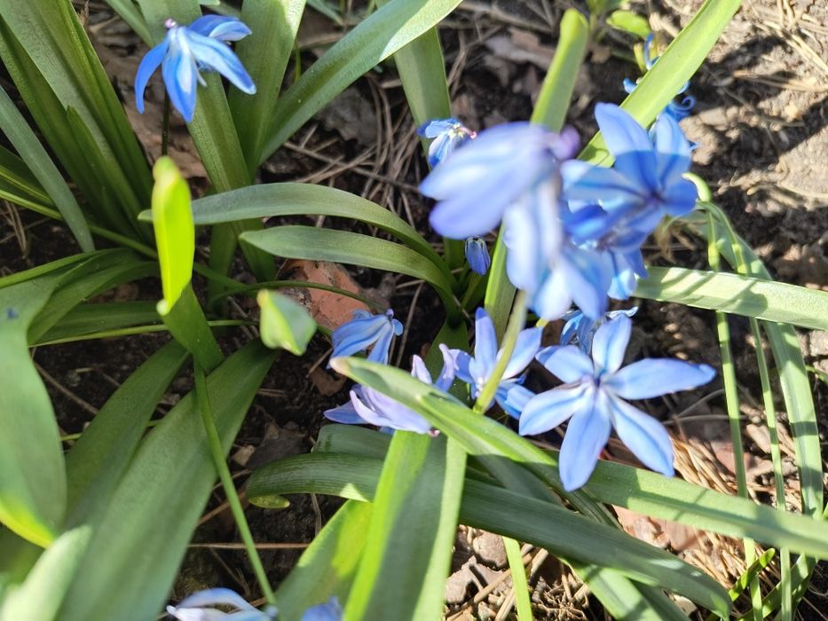 Cebulice cebulki 40 sztuk