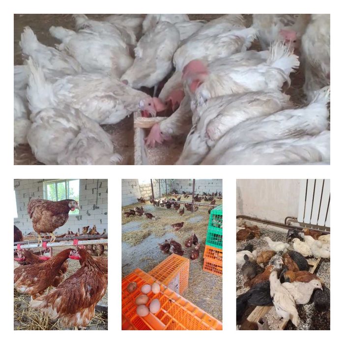 Продам кури несушки! Доставка безкоштовна. Оржиця!