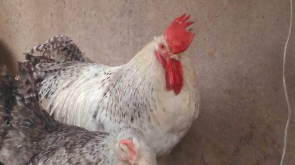 Kurczęta  , pisklęta , zielononóżki. araukany, polbary,czubatki i inne