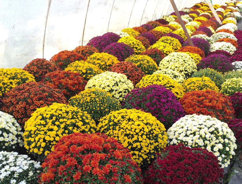 Chryzantema drobnokwiatowa