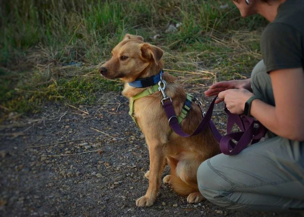 Karolek mały śliczny rudy piesek błaga o miłość ADOPCJA