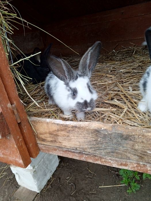 Sprzedam młode króliki