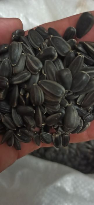 Семена /Насіння Кондитерская семечка, соняшник