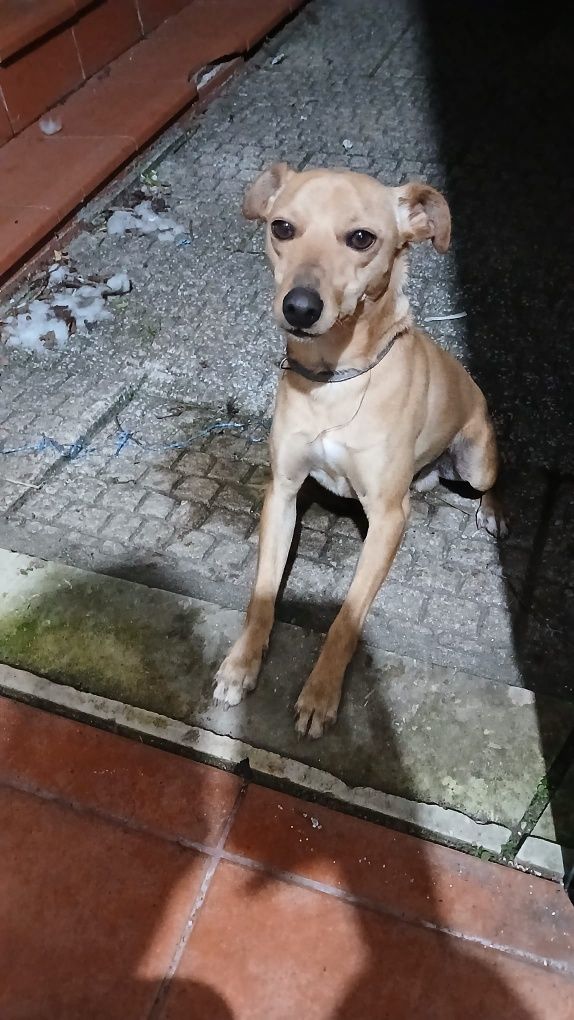 Cão macho para adoção