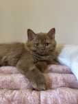 Fêmea British Longhair cinnamon com LOP