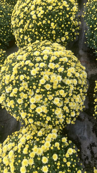 Sprzedam chryzantemy drobnokwiatowe churt/detal