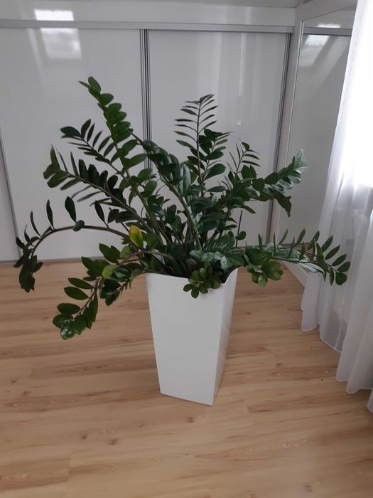 Zamia-Zamiokulkas zamiolistny Duży Kwiat w donicy białej 2szt sprzedam