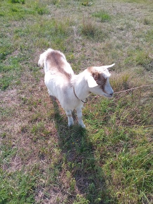 Полтава продам козу і цапа