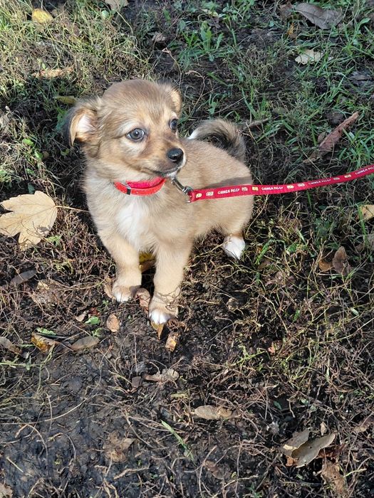 Дівчинка шукає  родину!