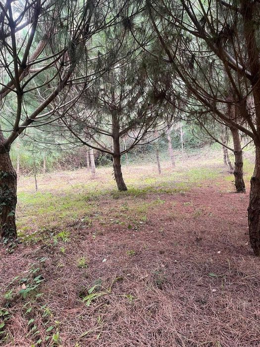 Terreno Rústico com 510 m² no Arrabal – Oportunidade Única!