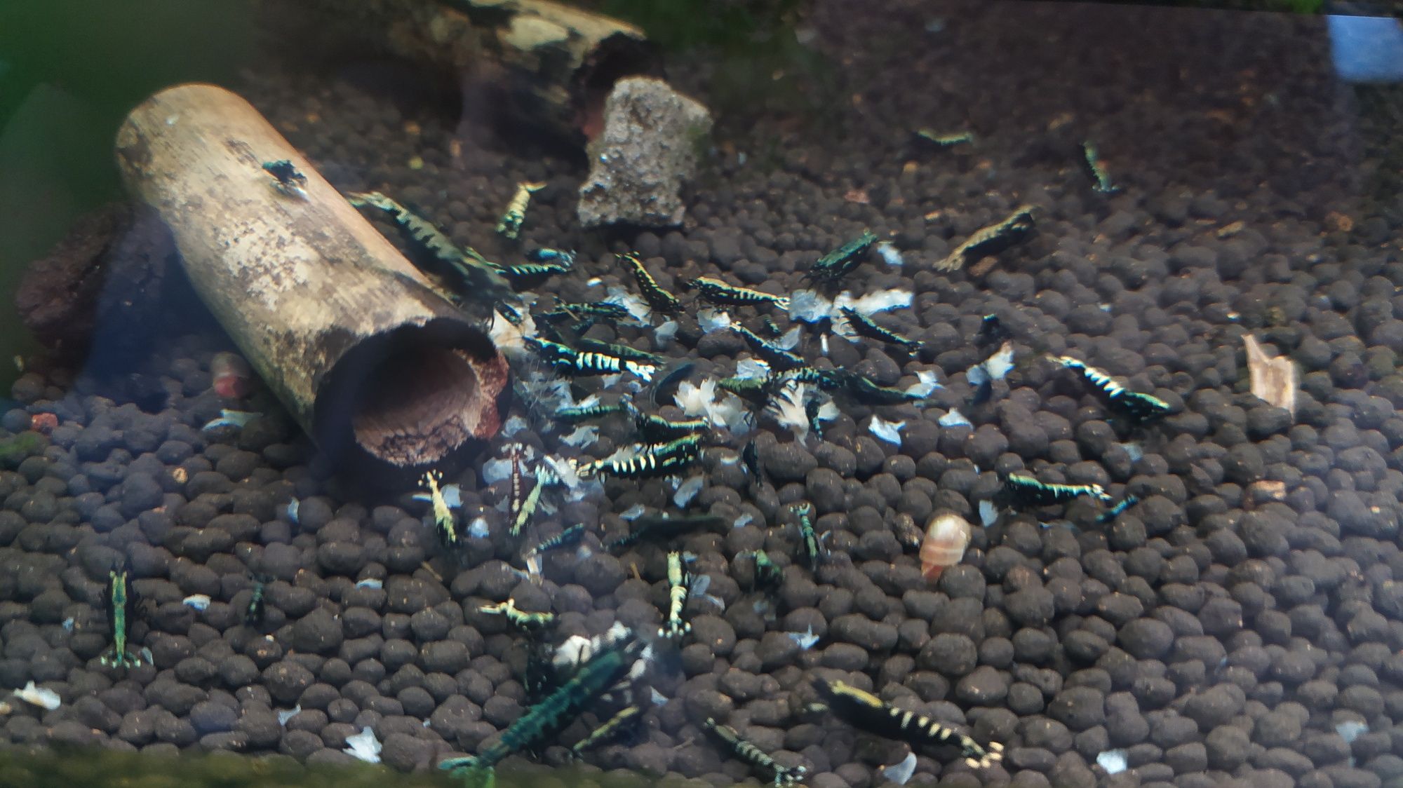 Black galaxy fishbone krewetki caridina