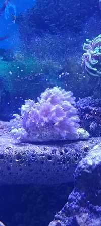 Xenia pulsująca koralowiec akwarium morskie