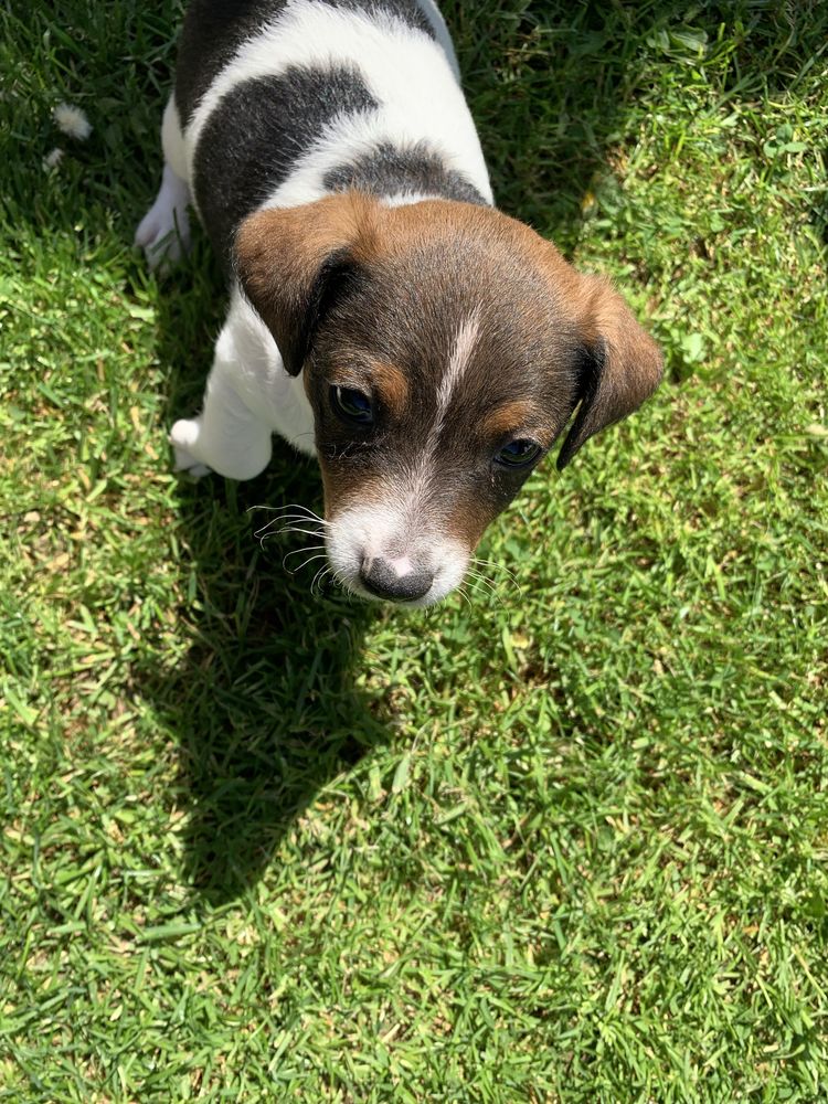 Jack Russell Terrier Piesek