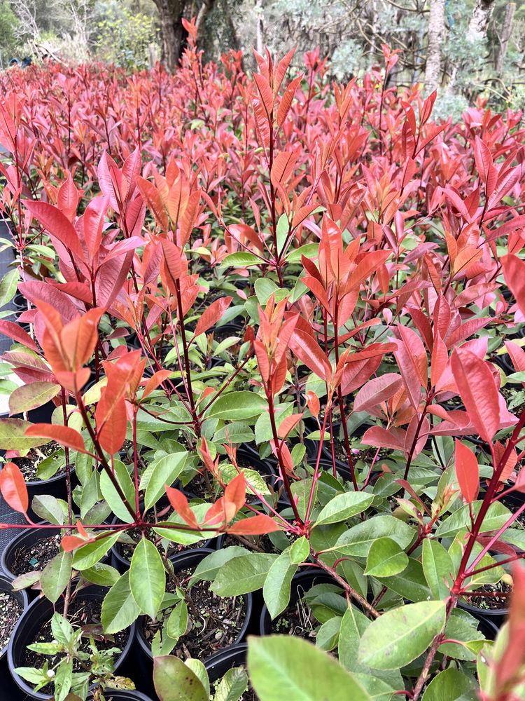 Photinia Red Robin