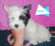 Piesek Frodo Mulberry Yorkshire Terrier