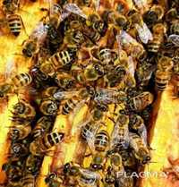 Бджоли Бджолопакет.