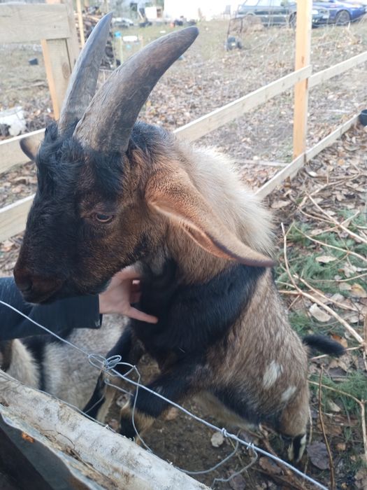 Kozioł cap koziołki kozły