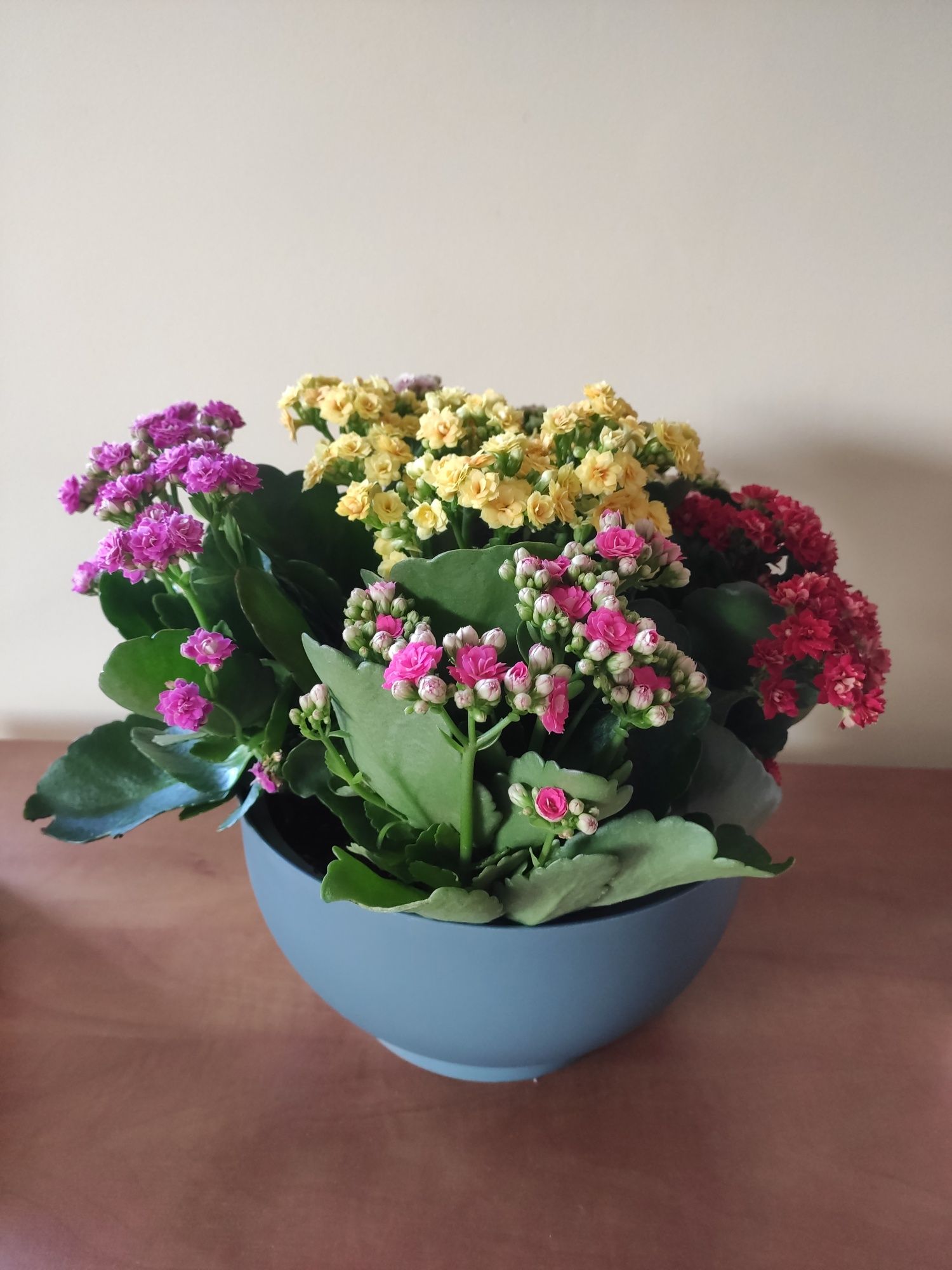 Żyworódka pełna (Kalanchoe cinqolori) don. 23 cm